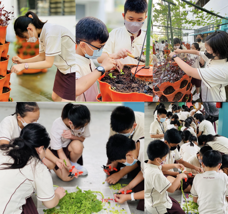 Students wearing masks tend to potted plants and trim harvested greens in a school gardening activity.